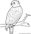 Hawk coloring page
