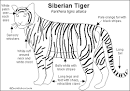 Siberian Tiger Printout- EnchantedLearning.