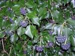 File:<b>Hedera</b> hibernica with
