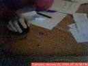 displacement activity Facts, information, pictures | Encyclopedia ...