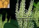 Plant Extract/Herbs Extract - Kingherbs Limited
