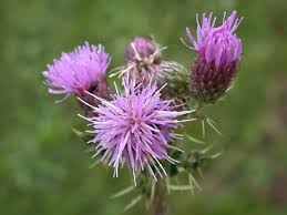 Palamida(Cirsium aruense)