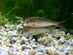 File:Hypophthalmichthys molitrix.jpg - Wikipedia, the free ...