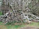 This uprooted Beech tree lies adjacent to the upper track in the woods on - via Daymix