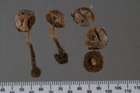 Image result for Tulostoma adhaerens