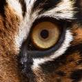 Portfolio - With the Eye of the Tiger