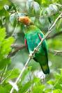 Other recently discovered species - Website 2012