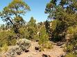 Canary Islands - Wikipedia, the free encyclopedia