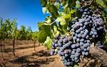 by matt in Napa Valley AVA - via Daymix