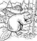 Beaver coloring page