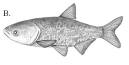 File:Bighead carp b.gif - Wikipedia, the free encyclopedia