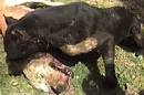 The Dog - Man's Best Friend? - Not for Everyone! - Fighting - 01 ...