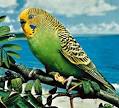 Parakeet care
