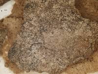 Image result for Arthonia asteroma