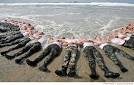 Navy Seals Photos | EgoTV