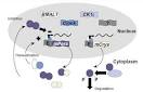 Overview of Circadian Rhythms