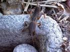 Mole cricket gryllotalpa - via Daymix