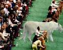 a lioness at a dog show.