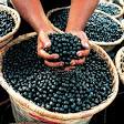 Buy Acai Berries, Juice and Pulp Online