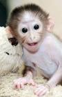 Cute monkey pictures