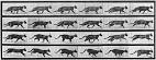 Animal - Locomotion