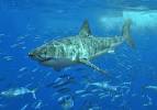 10 Most Dangerous Sharks