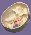 Spinal <b>Accessory Nerve</b>
