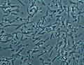 Most <b>bacteria</b> are only visible