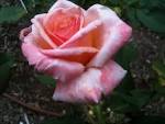 Flowers and Red Roses: Flowers