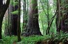 The Tall Trees Grove