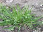 File:<b>Poa</b> annua.jpg
