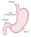 Health Link - Dyspepsia, Heartburn and Ulcers