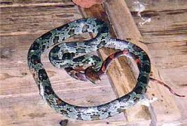 Viper Snake