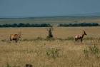 Eland and topi Tanzania - via Daymix