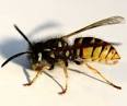 How to Get Rid of Wasps - howtogetridofstuff.