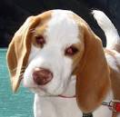 Cherry Eye