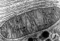 fUSION Anomaly. Mitochondria