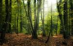 Forest: The meaning of the dream in which you see the '