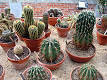 Classification of the Cactaceae - Wikipedia, the free encyclopedia
