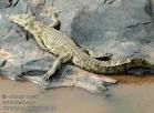 Crocodylus niloticus Nijlkrokodil Coccodrillo del Nilo Nílusi ...