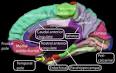 Cerebral cortex - Wikipedia, the free encyclopedia