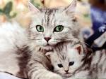 chats pour toujours!!!!!!!!!!!! - Animaux