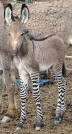 Zorse, Hebra, Zony, and Zonkey Pictures (Half zebra and half horse ... 