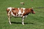 Fichier:Bos taurus taurus sideview.JPG - Wikipédia