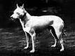 English White Terrier - Wikipedia, the free encyclopedia