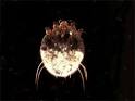 <b>Scabies</b>