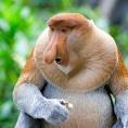Endangered Animals