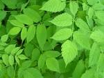 Green Wallpaper | Desktop Wallpaper – Desktop Hd Wallpapers