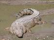 Saltwater crocodile - Wikipedia, the free encyclopedia