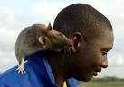 a Gambian giant pouch rat